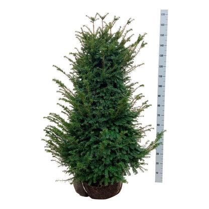 Taxus baccata 100-120 cm rotklump (extra omplanterad)