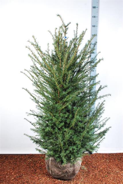 Idegran baccata - 120-140 CM RB EXTRA TRNSPL