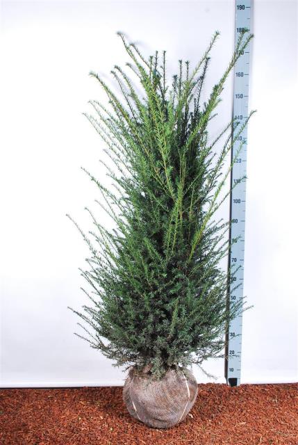 Idegran baccata - 120-140 CM RB