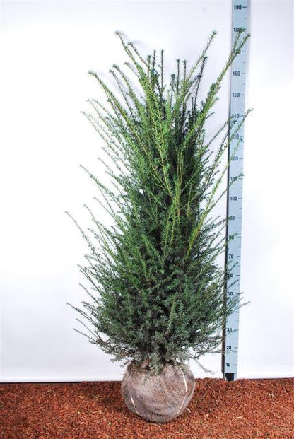 Taxus baccata 120-140 cm rotklump