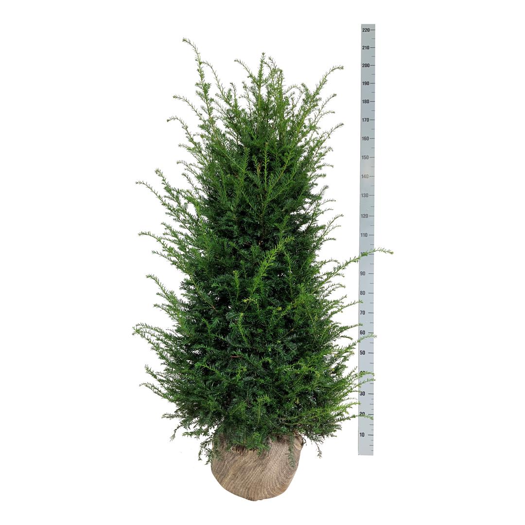 Idegran baccata - 140-160 CM RB  EXTRA TRNSPL