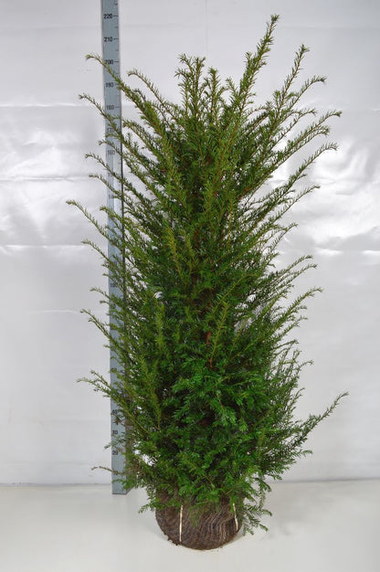 Taxus baccata 140-160 cm rotklump