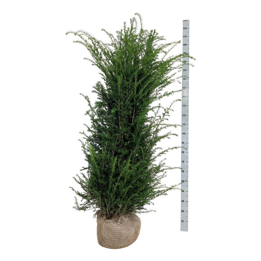 Idegran baccata - 160-180 CM RB EXTRA TRNSPL