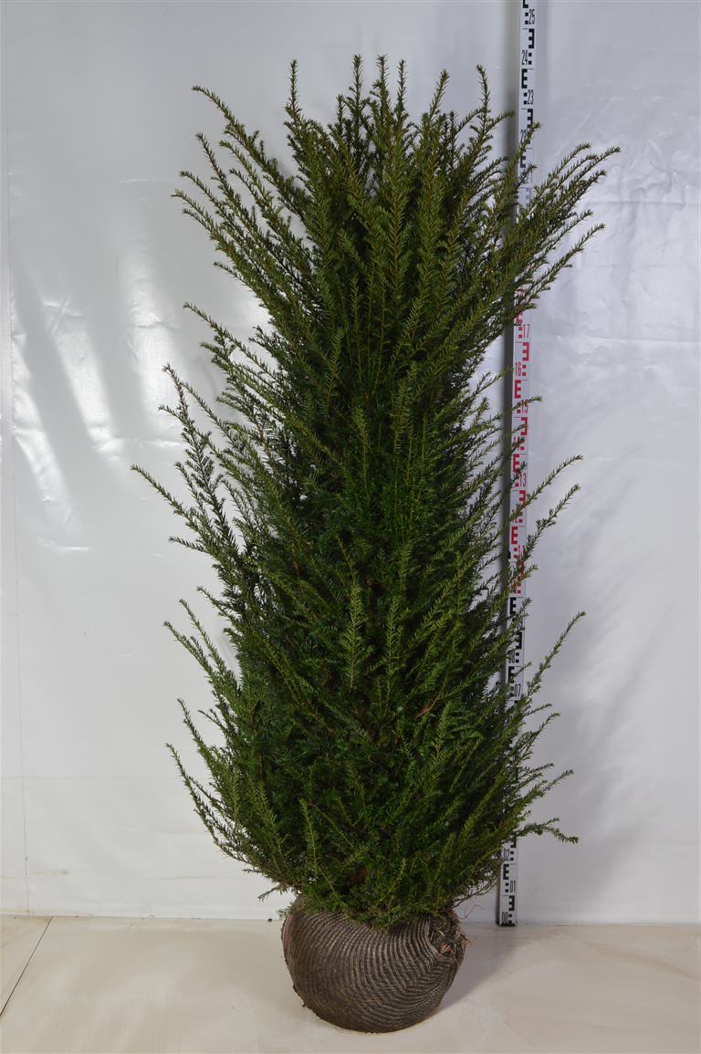 Taxus baccata 180-200 cm rotklump (extra omskolad)