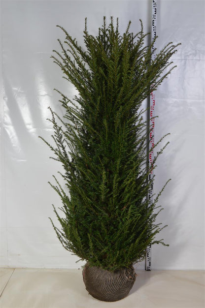 Taxus baccata 180-200 cm rotklump (extra omplanterad)