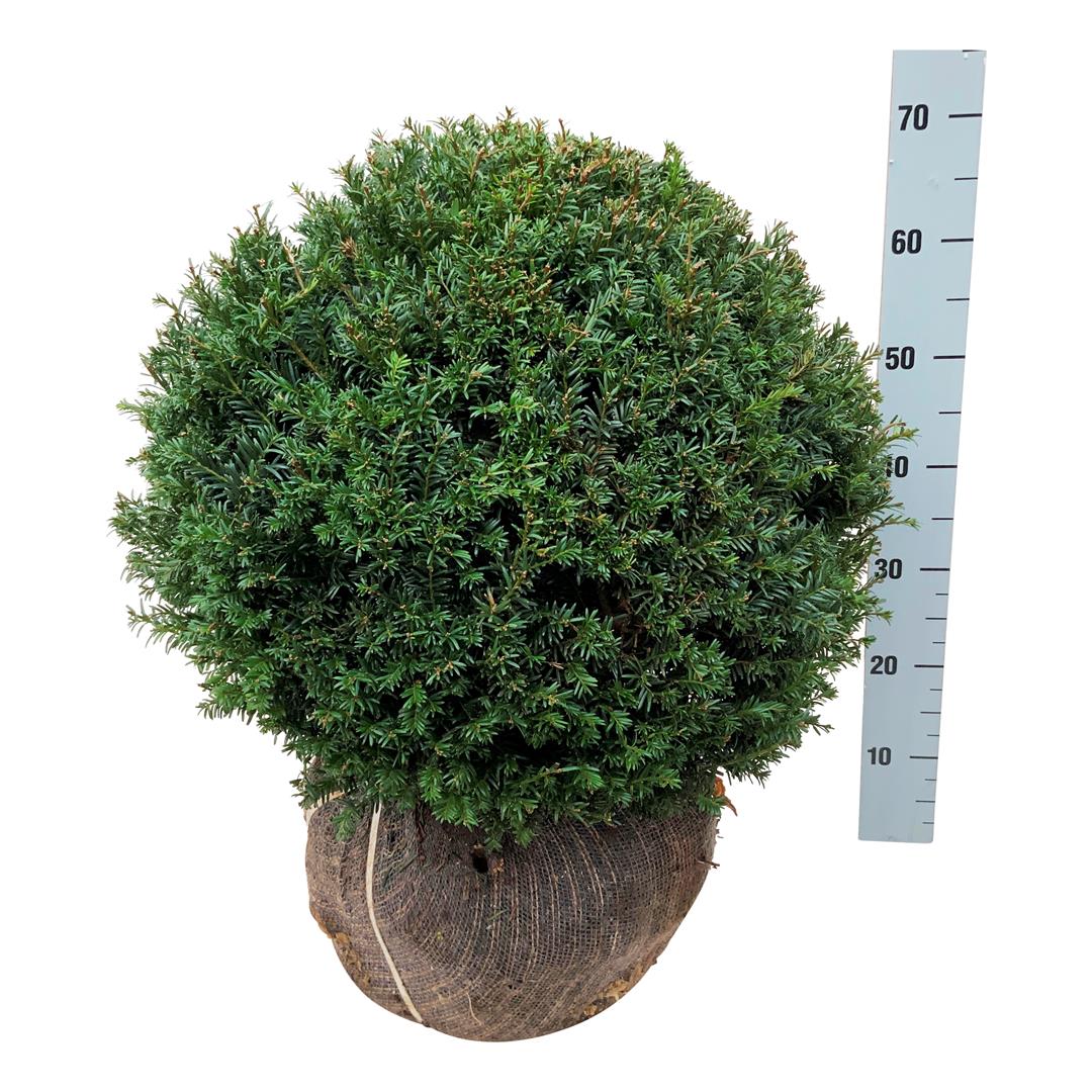 Idegran baccata - 50-55 CM BALL RB EXTRA TRNSPL
