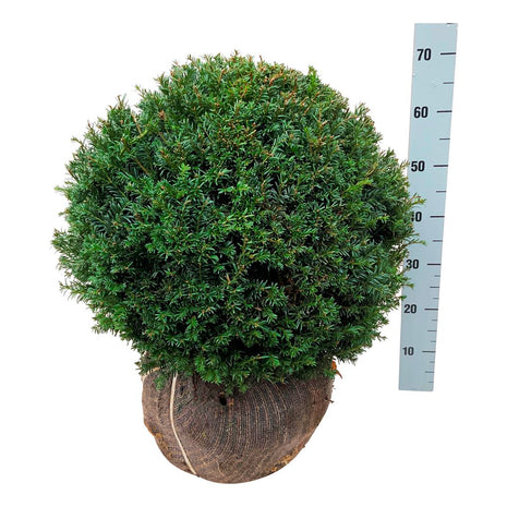 Taxus baccata