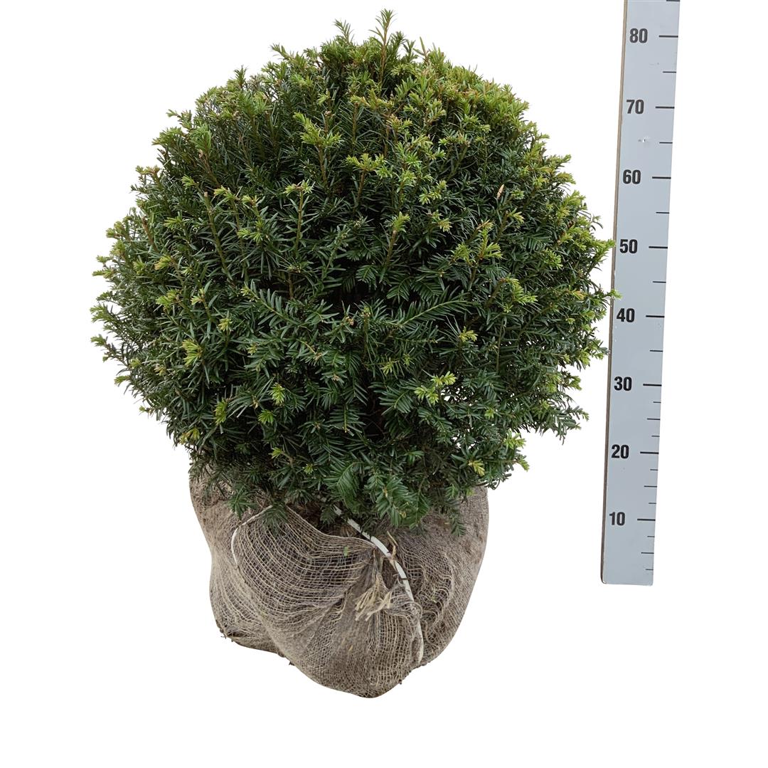 Idegran baccata - 55-60 CM BALL RB EXTRA TRNSPL