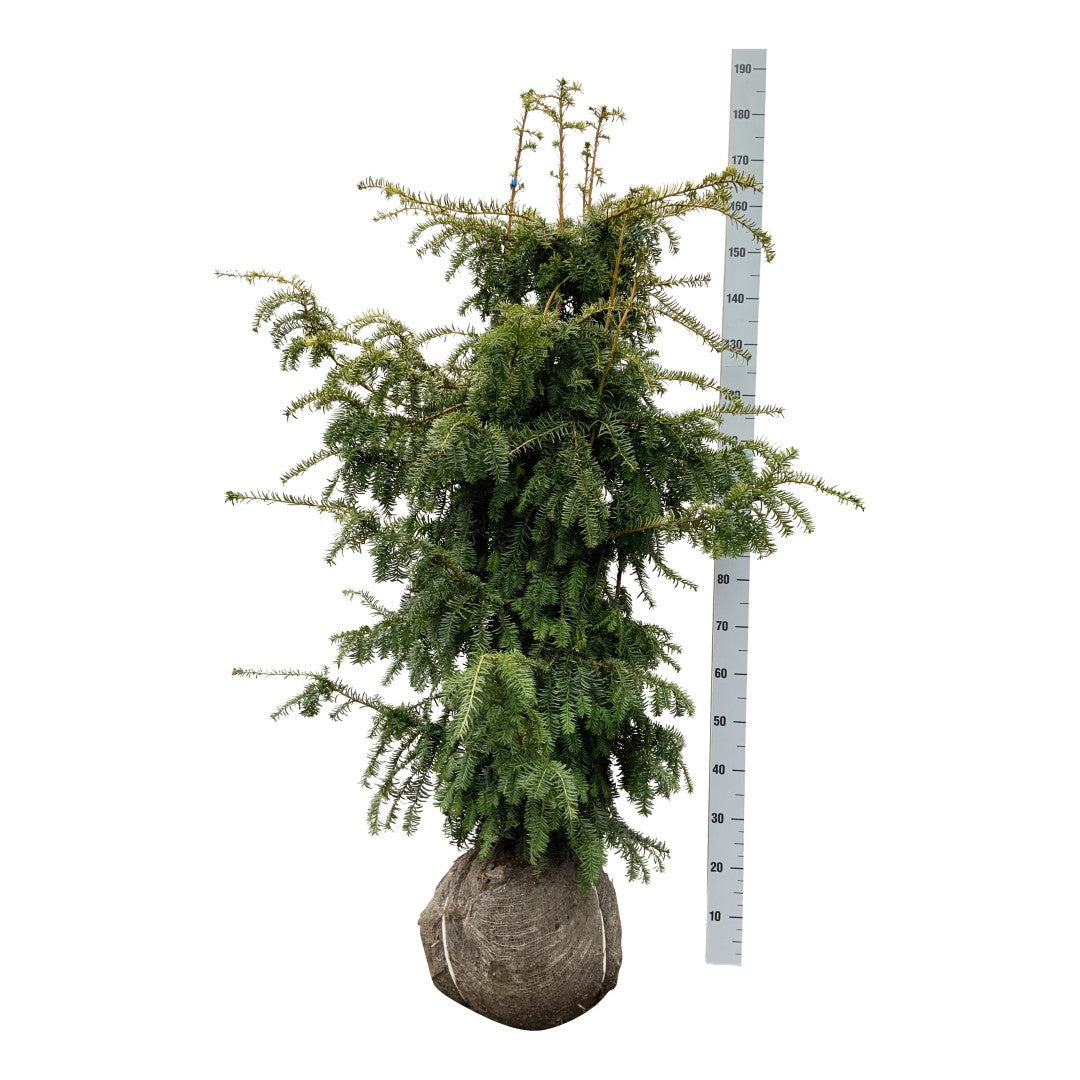 Taxus baccata &