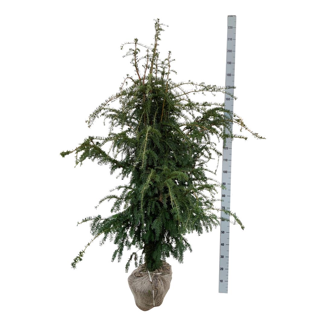 Taxus baccata &