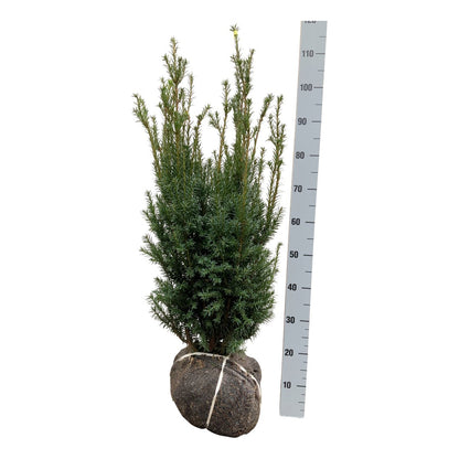 Taxus media &