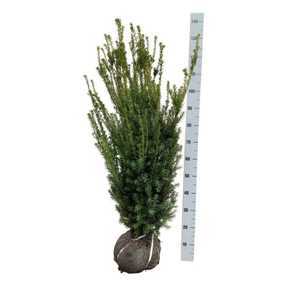 Taxus media &