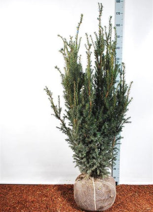 Taxus media 'Hicksii'