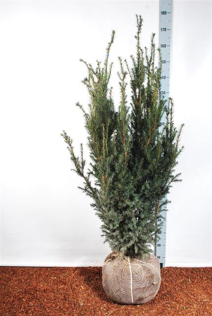 Taxus media 'Hicksii'