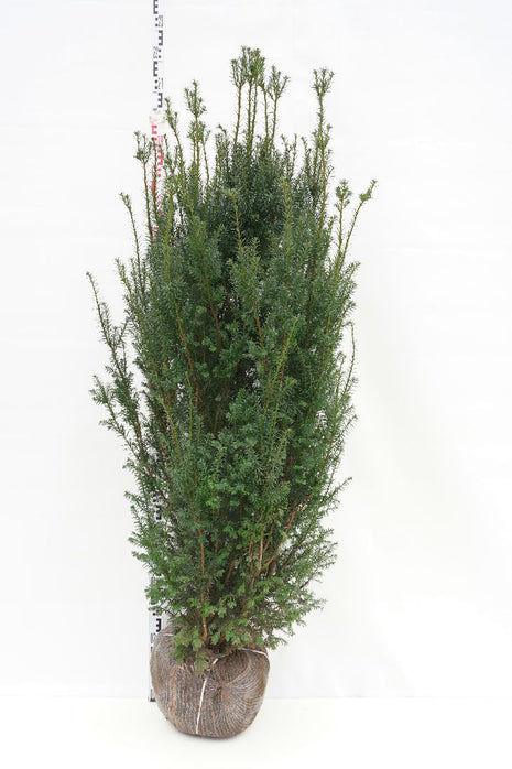 Taxus media 'Hicksii'