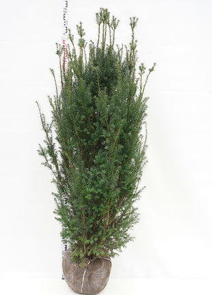 Taxus media 'Hicksii'