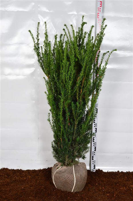 Taxus media 'Hillii'