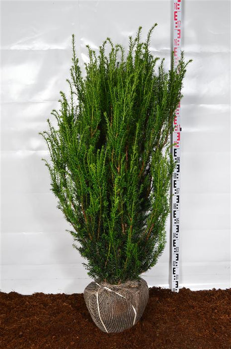 Taxus media 'Hillii'