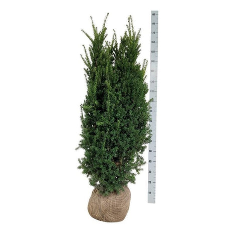 Taxus media 'Hillii'