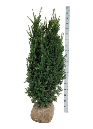 Taxus media 'Hillii'