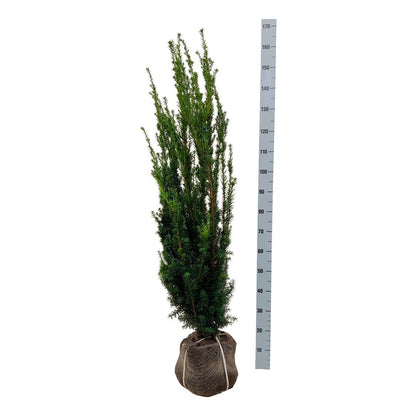 Taxus media &