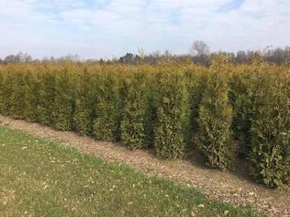 Thuja occidentalis &