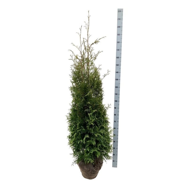 Thuja occ. &