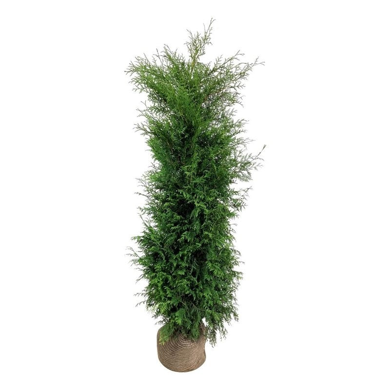 Thuja occidentalis &