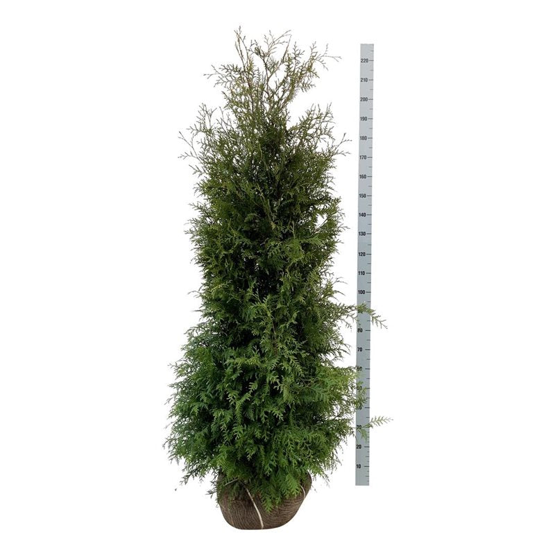 Thuja occ. &