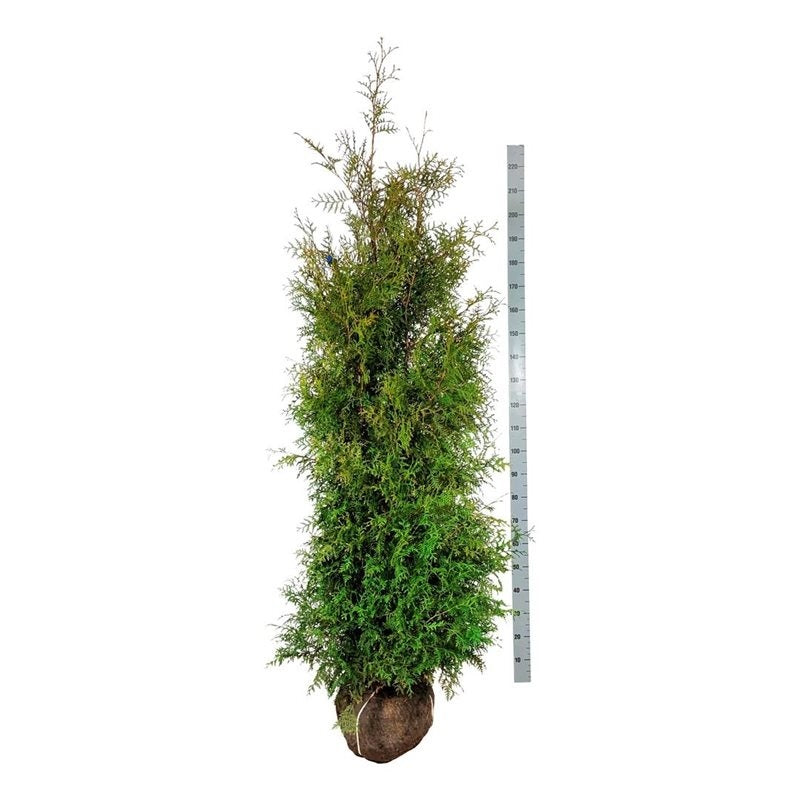 Thuja occidentalis &