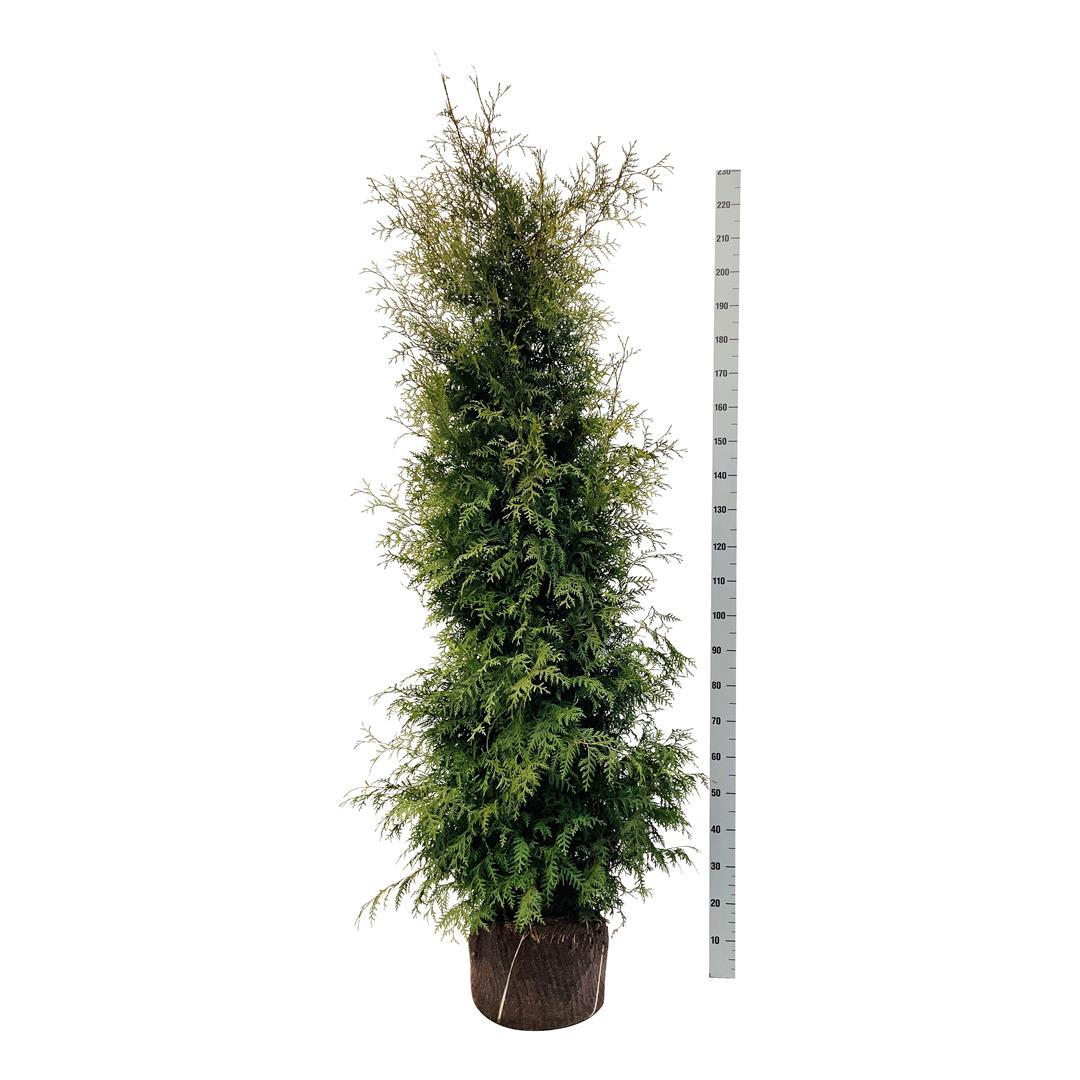 Thuja occ. &