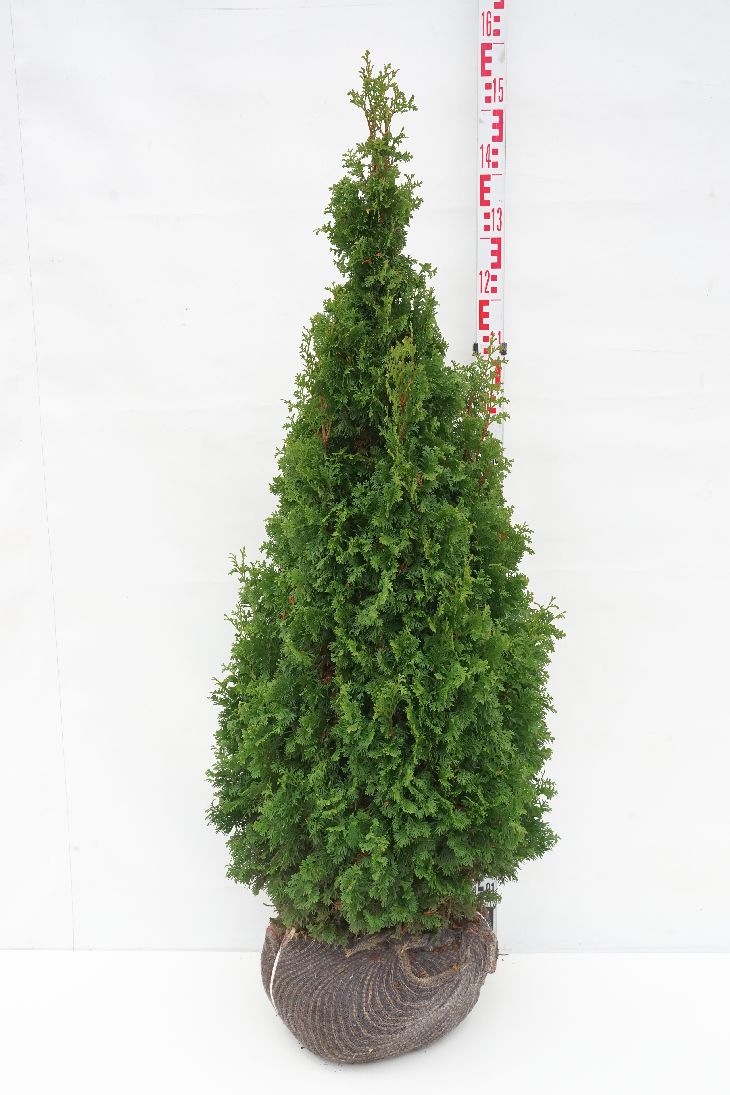 Thuja occ. &
