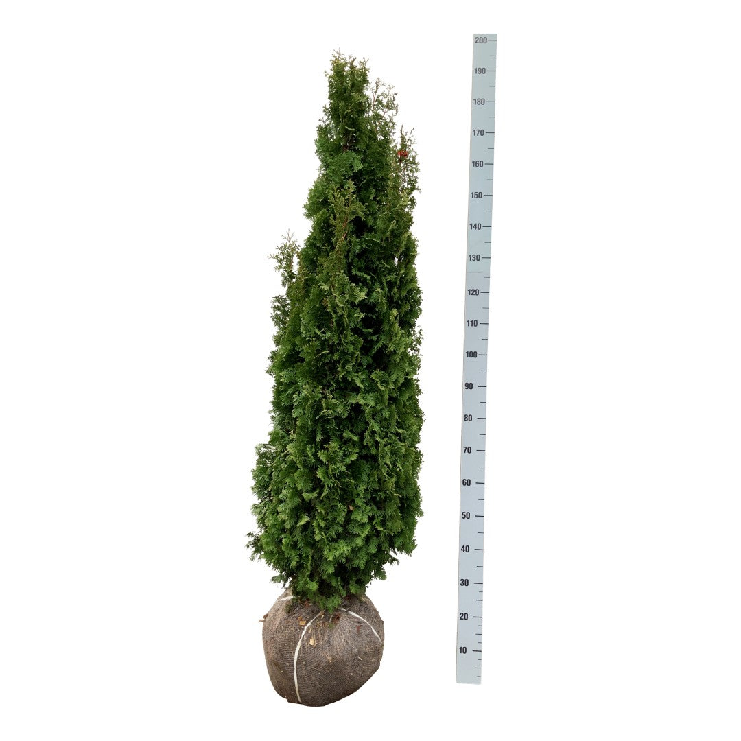 Thuja occidentalis &