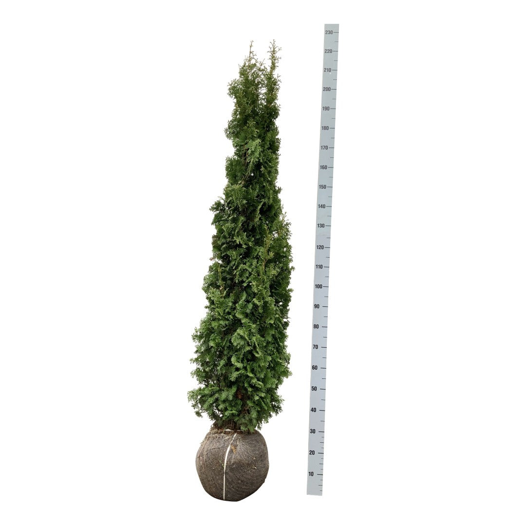 Thuja occ. &