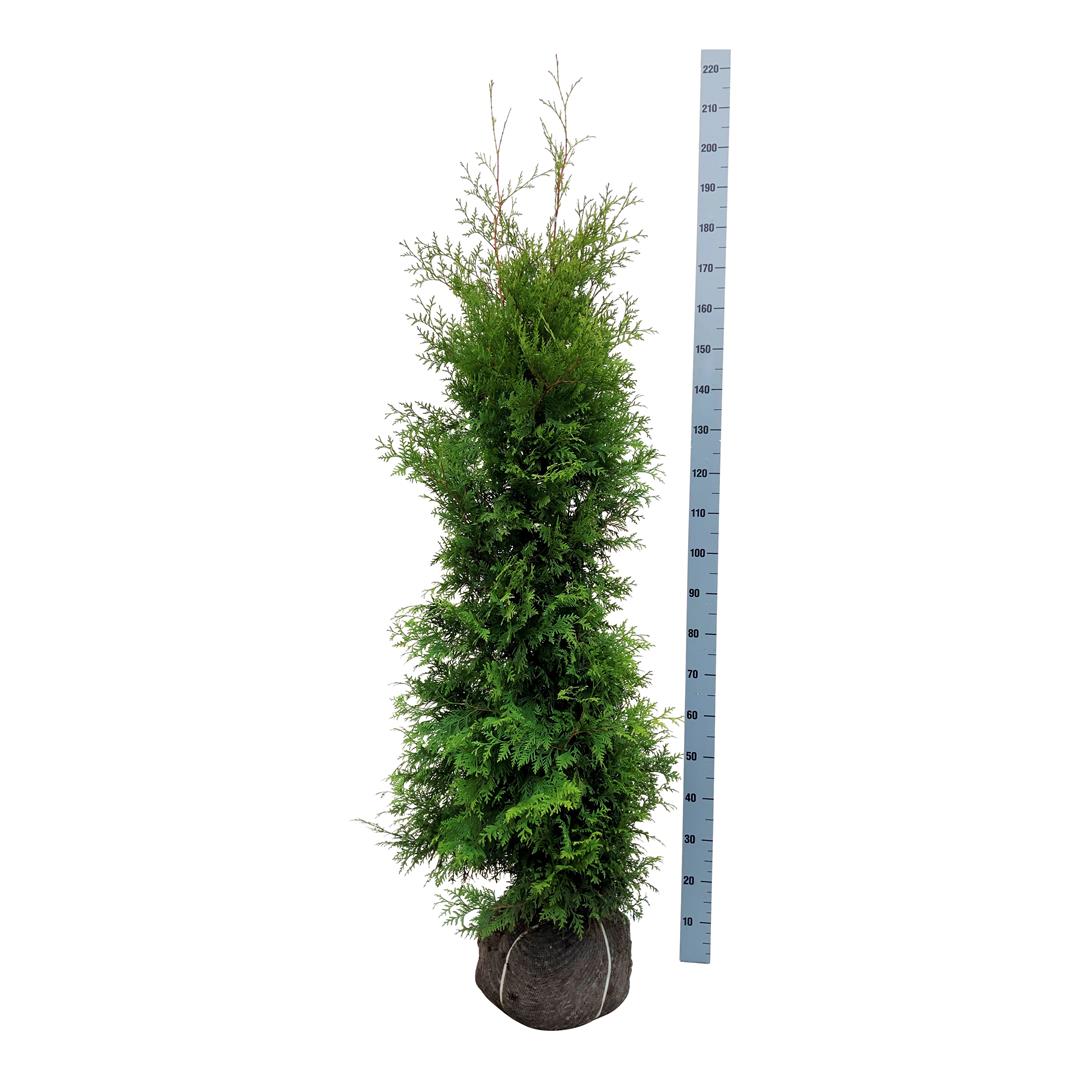Thuja occ. &