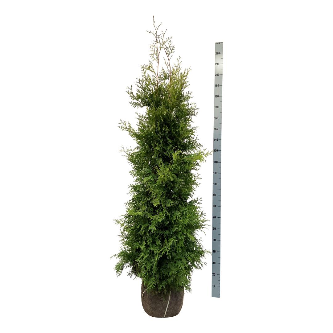 Thuja occ. &