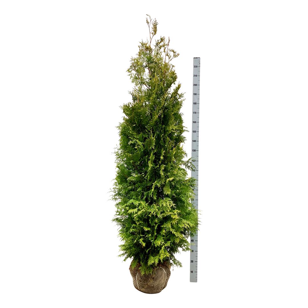 Thuja occidentalis &