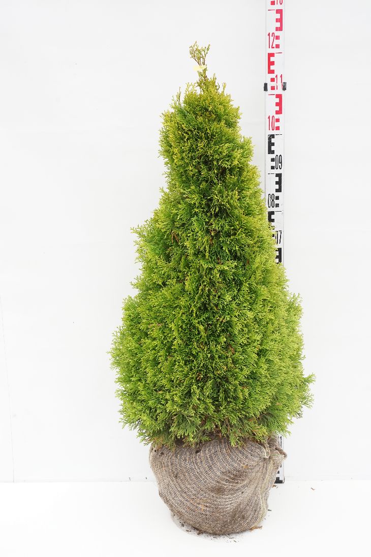 Thuja occ. &