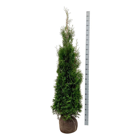 Thuja occ. 'King of Brabant'