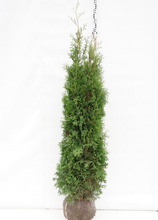 Thuja occ. 'King of Brabant'