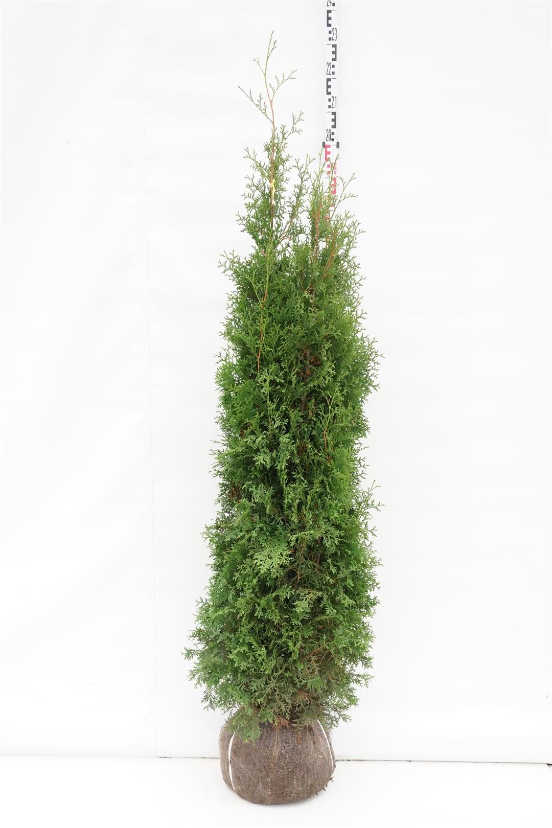 Thuja occ. &