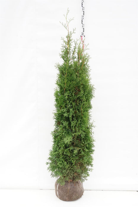 Thuja occ. 'King of Brabant'