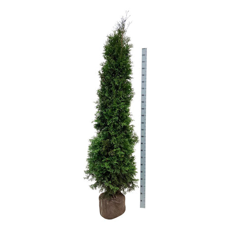 Thuja occ. 'King of Brabant'