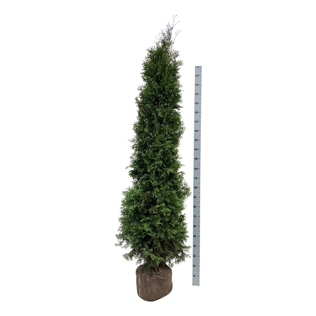 Thuja occidentalis &