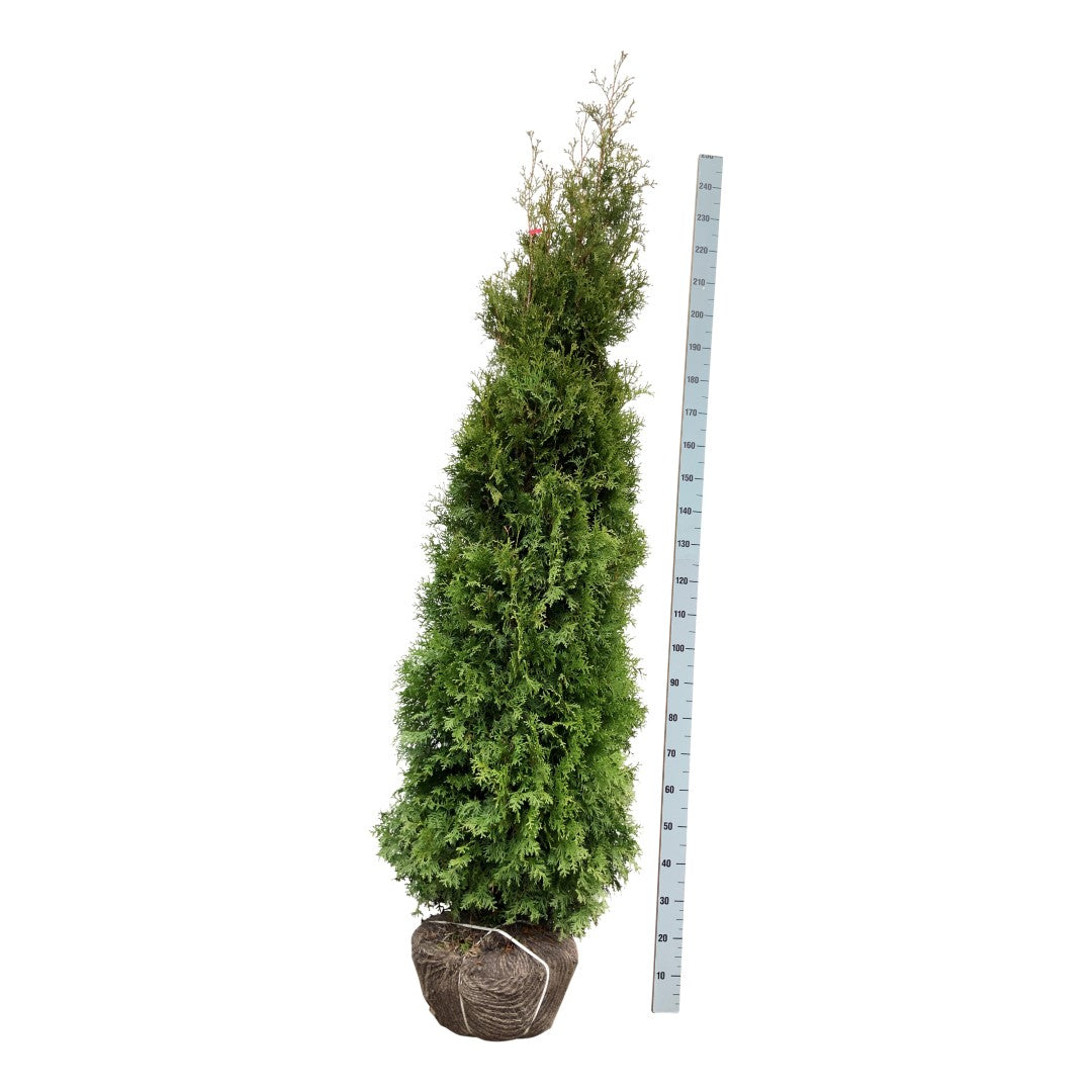 Thuja occ. &