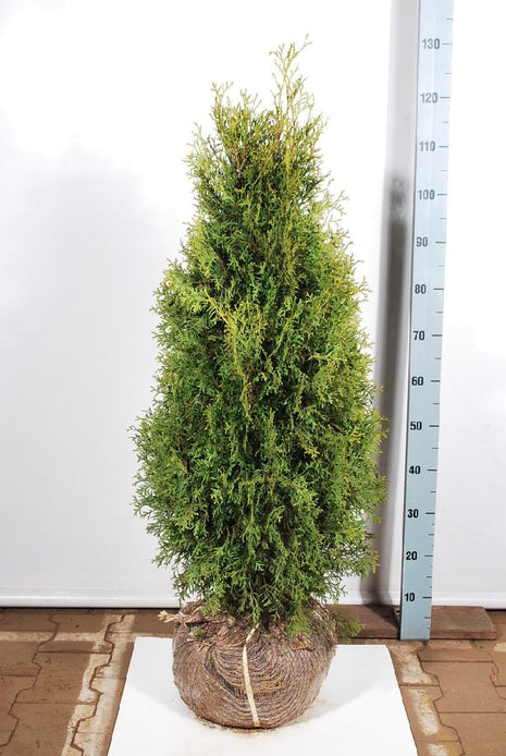 Thuja occ. 'Pyramidalis Compacta'