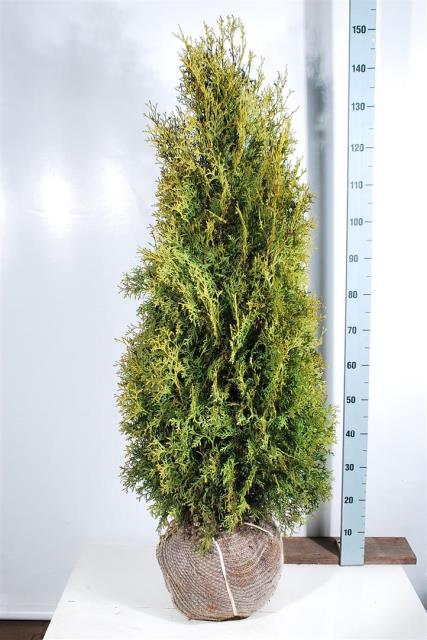 Thuja occ. &
