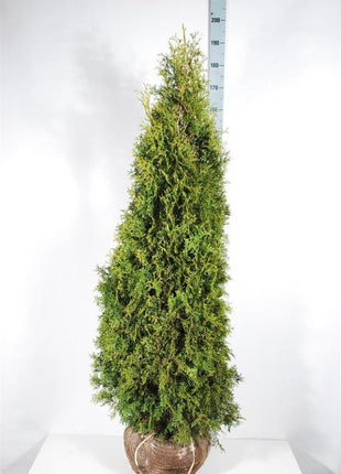 Thuja occ. 'Pyramidalis Compacta'