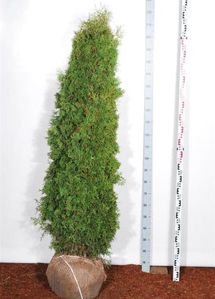 Thuja occ. 'Pyramidalis Compacta'