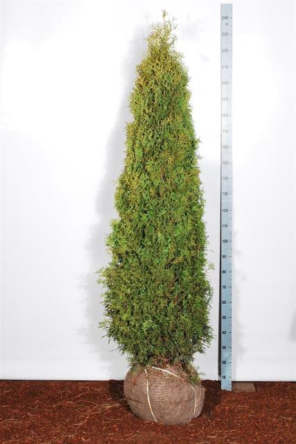 Thuja occidentalis &